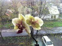 Орхидея цветы