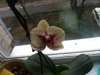 Орхидея цветок близко